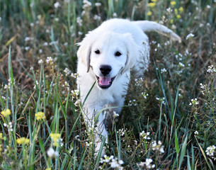 labrador cachorro