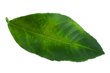 Fototapeta na wymiar Grapefruit green leaf