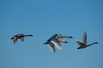 Höckerschwäne im Flug