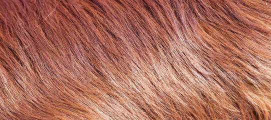 Web banner of  brown dog animal fur texture