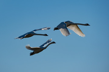 Höckerschwäne im Flug