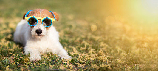 Happy funny pet dog wearing sunglasses, hot summer concept web banner