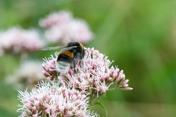 Dunkle Erdhummel