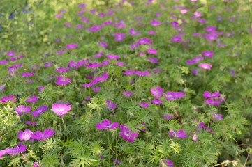A field with little pink flowers
