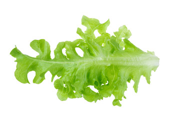 Green oak leaf lettuce isolated on a white background