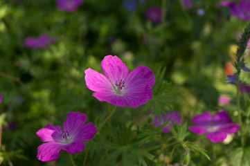 Fototapeta premium Pink garden flower close-up