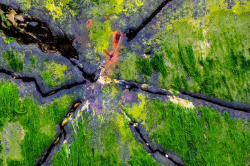 algae forming pattern