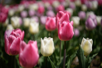チューリップ