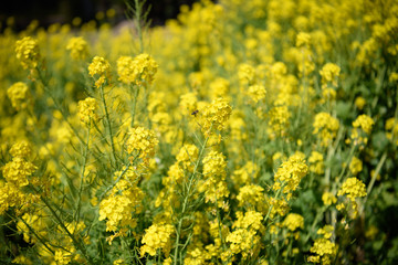 菜の花と蜂