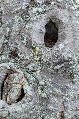 Texture of tree bark