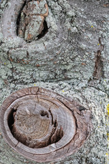 Texture of tree bark