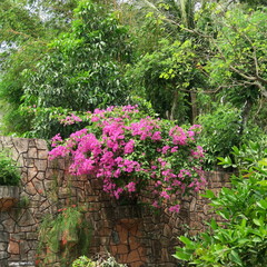 Bougainvillea, triple flowers, rich flowering shrub in tropical climate