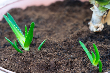 neu eingepflanzte aloe vera pflanzen
