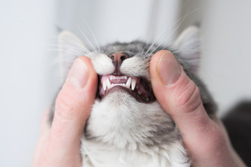 blue tabby maine coon kitten showing baby teeth holded by human hands