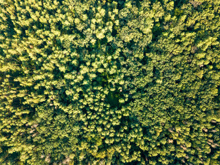 Aerial photograph of a summer day on green foliage forest. Natural background. Environmental conservation concept
