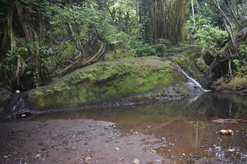 Waterfall falling into a still pool along a mossy rock