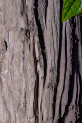 bark of a tree