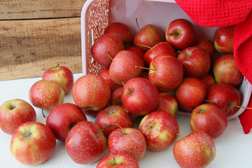  fresh apples in the pink basket from garden
