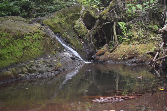 Waterfall falling into a still pool along a mossy rock
