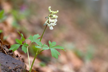 droplets of water on thin branches of yeliniis with a lovely bokeh. spruce branches with beautiful raindrop in the early spring