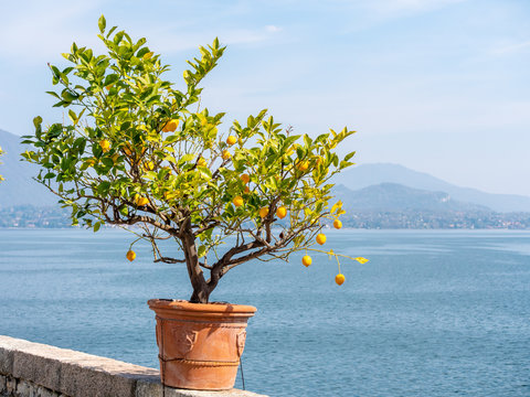 Image of yellow lemon hanging in the air. isolated