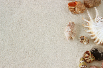 Fototapeta na wymiar background with sea shells and starfish