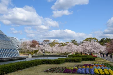 Deurstickers 京都植物園の桜 © Masamitsu