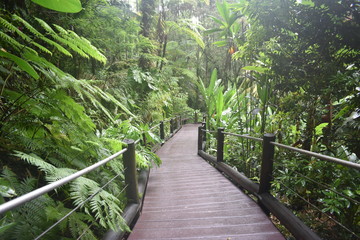 Boardwalk path through the dense jungle in hawaii