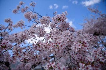 京都植物園の桜