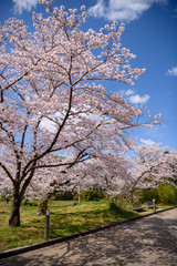 Fototapeta na wymiar 京都植物園の桜