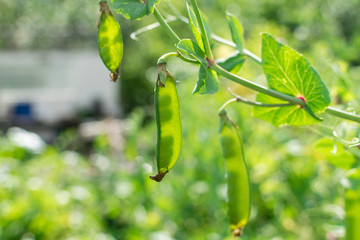 Green peas inside pods with sunlight through pod in summer