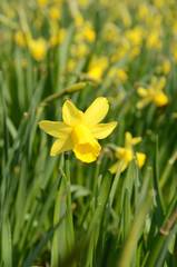 Flowerbed with yellow Daffodils