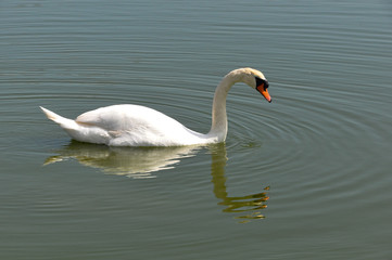 Un cygne sur l'île d'Oléron