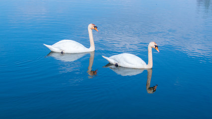 Close up on Large White Mute Swans at eye level on lake with reflections in water
