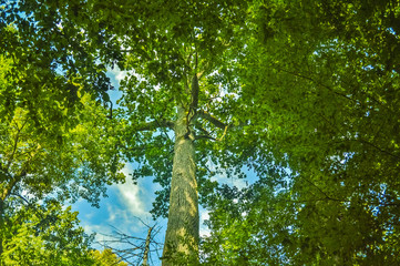 Fototapeta premium A tall tree in the Bialowieza Primeval Forest, Poland and Belarus