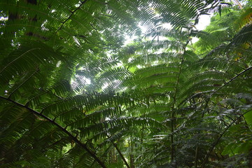 Blooming Plants in Jungle surrounded by green foliage after a light summer rain