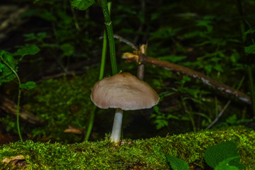 Mushrooms on a trunk in Bialowieza Primeval Forest, Poland and Belarus