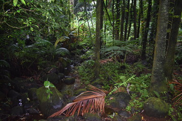 Blooming Plants in Jungle surrounded by green foliage after a light summer rain
