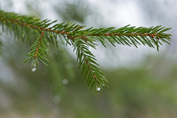 Fototapeta na wymiar droplets of water on thin branches of yeliniis with a lovely bokeh. spruce branches with beautiful raindrop in the early spring