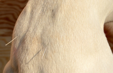 Closeup on a white dog's loin with acupuncture needles.