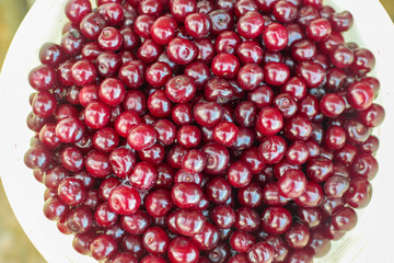 fresh red cherry in bucket in summer