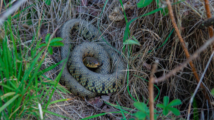 Grass Snake coiled up at base of small tree
