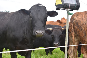 Black cow in a grassy field with other cows. Green grass growing all around it as it stands by the wire of a fence
