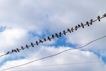 pigeons sitting on the wires