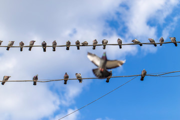pigeons sitting on the wires