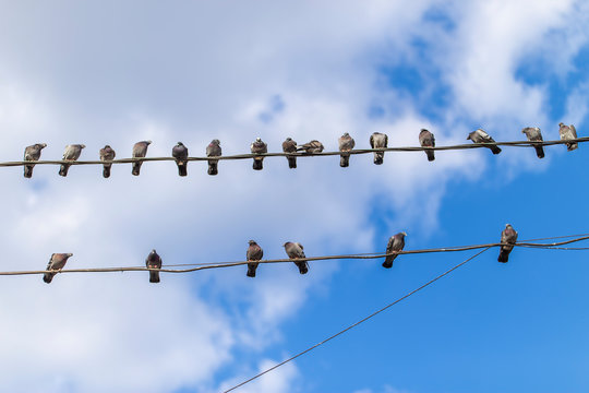 pigeons sitting on the wires