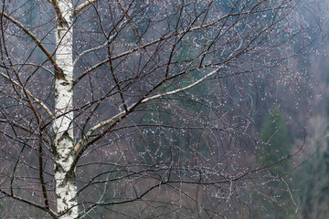 Obraz premium drops of water on thin branches of birch with a beautiful bokeh. Birch branches with beautiful raindrops