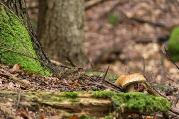 White mushroom under the tree