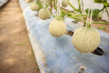 Fresh green Japanese cantaloupe melons plants growing in organic greenhouse garden