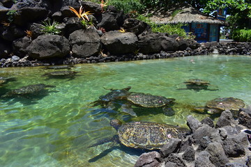 Fototapeta na wymiar group of Sea Turtles swimming in a small pool
